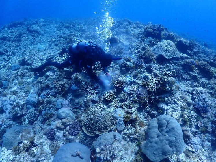真っ青な海中深くで、スキューバダイビングの器材を身に着けたダイバーが、多くの枝状や塊状のサンゴが広がる海底斜面を這うようにして、サンゴの移植活動を行っている様子の写真