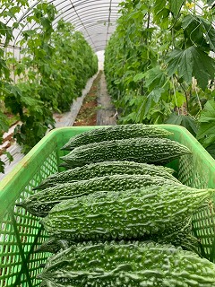 ビニールハウスの中で、収穫されたばかりの濃い緑色でゴツゴツした苦瓜が、緑色のカゴの中に何本も入れられ、奥には収穫前の苦瓜に株が見える写真