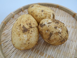 収穫されたばかりで土がわずかに付着した楕円形のジャガイモが、竹製の丸いざるの上に三つ乗っている写真