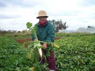 茶色い帽子と緑の上着を着た女性が畑で収穫されたばかりの大きな大根を両手で持っている写真