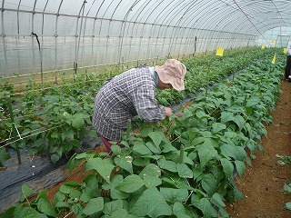 ビニールハウスの中で、茶色の帽子とチェック柄の上着を着た女性が畝に植えられた農作物の葉を手入れしている写真