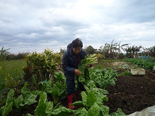 曇り空の屋外の畑で、ダウンジャケットと赤い長靴を履いた女性が、濃い緑色の葉物野菜を収穫している写真
