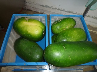 濃い緑色の冬瓜が、プラスチック製の収穫コンテナの中に数個入れられている写真