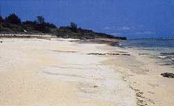 青い空と水平線が広がる穏やかな海岸線が写っており、手前には砂浜が広がり、遠景には海岸沿いに生い茂る木々と濃い青色の海が見える大津勘海岸ビーチロックの写真