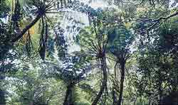 熱帯の森の中、中央下部に葉の大きなシダ植物の葉が写り込み、その背景にはヤシの木のような太い幹を持つ木々が空に向かって伸びる大山ヘゴの自然林の写真