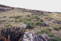 岩が多く乾燥した土地に、ソテツのような低い植物が点在し、右奥に向かって細い道が丘を登っていく様子の田皆岬の写真