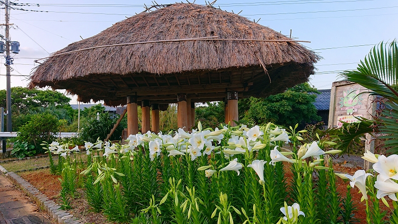 茅葺き屋根の東屋が中央に建ち、その前には白いユリの花が整然と咲き誇り、周囲には緑の植栽と電線が見える屋外風景の写真。