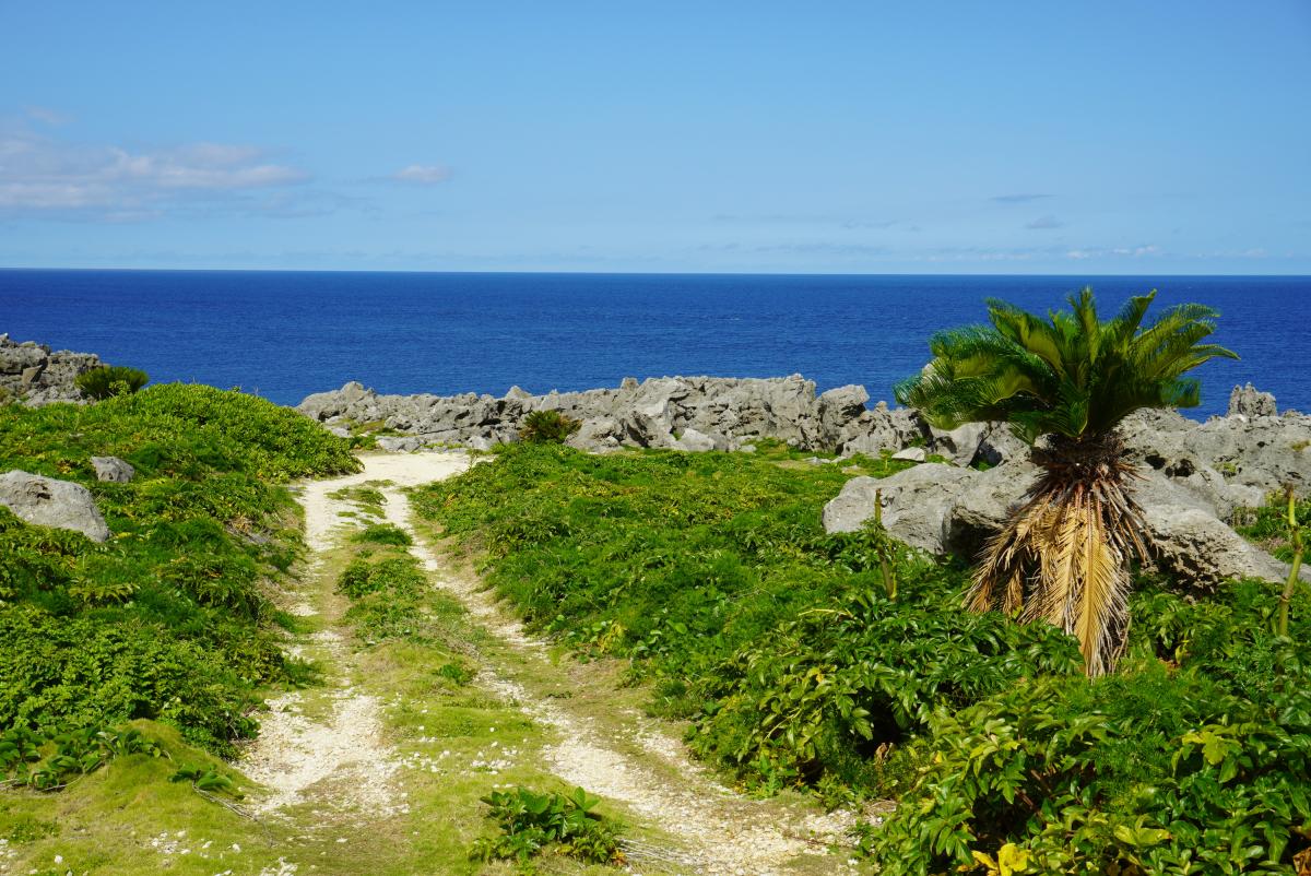 青い空と濃い青い海を背景に、緑の草木と岩場が広がる中に、ヤシの木と海へと続く未舗装の道が見える写真
