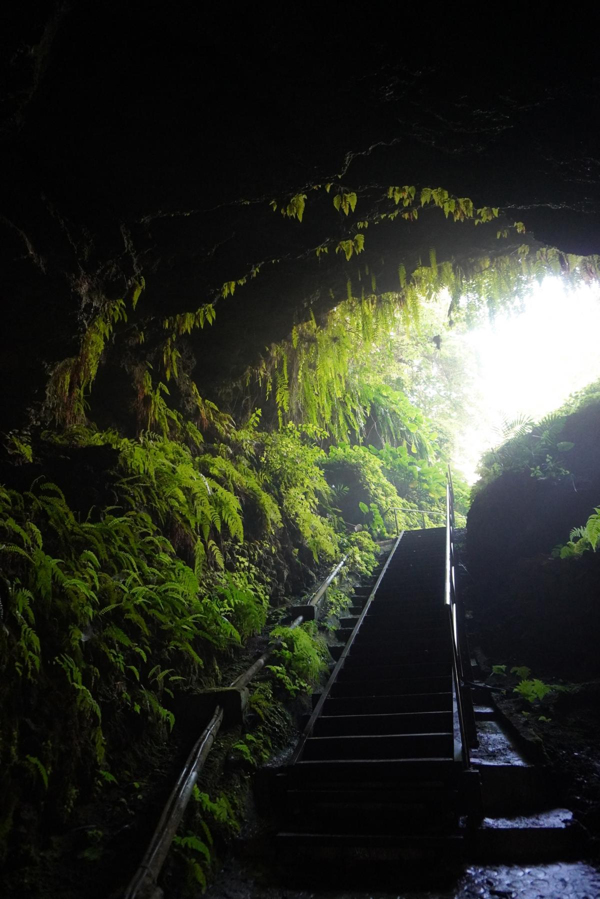 薄暗い洞窟の内部から、明るい外部へと続く階段が設置されており、階段の両側と洞窟の天井からは鮮やかな緑色のシダ植物などが垂れ下がっている写真