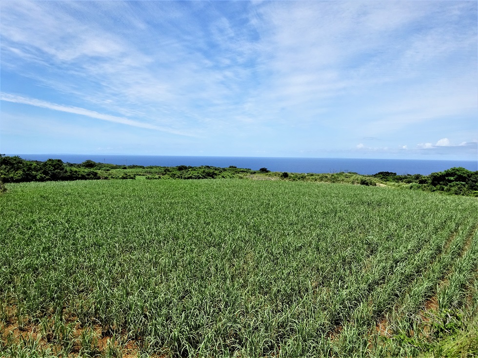 青い空と水平線が広がる海を背景に、一面に青々としたさとうきびが育つ広大な畑を捉えた写真