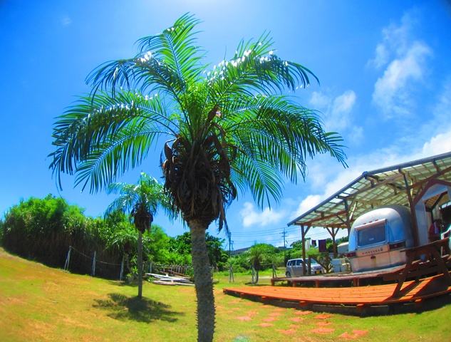 強い日差しが降り注ぐ青空の下、大きく葉を広げたヤシの木が立ち、右奥にはキャンピングトレーラーが屋根付きの駐車場に停められている写真