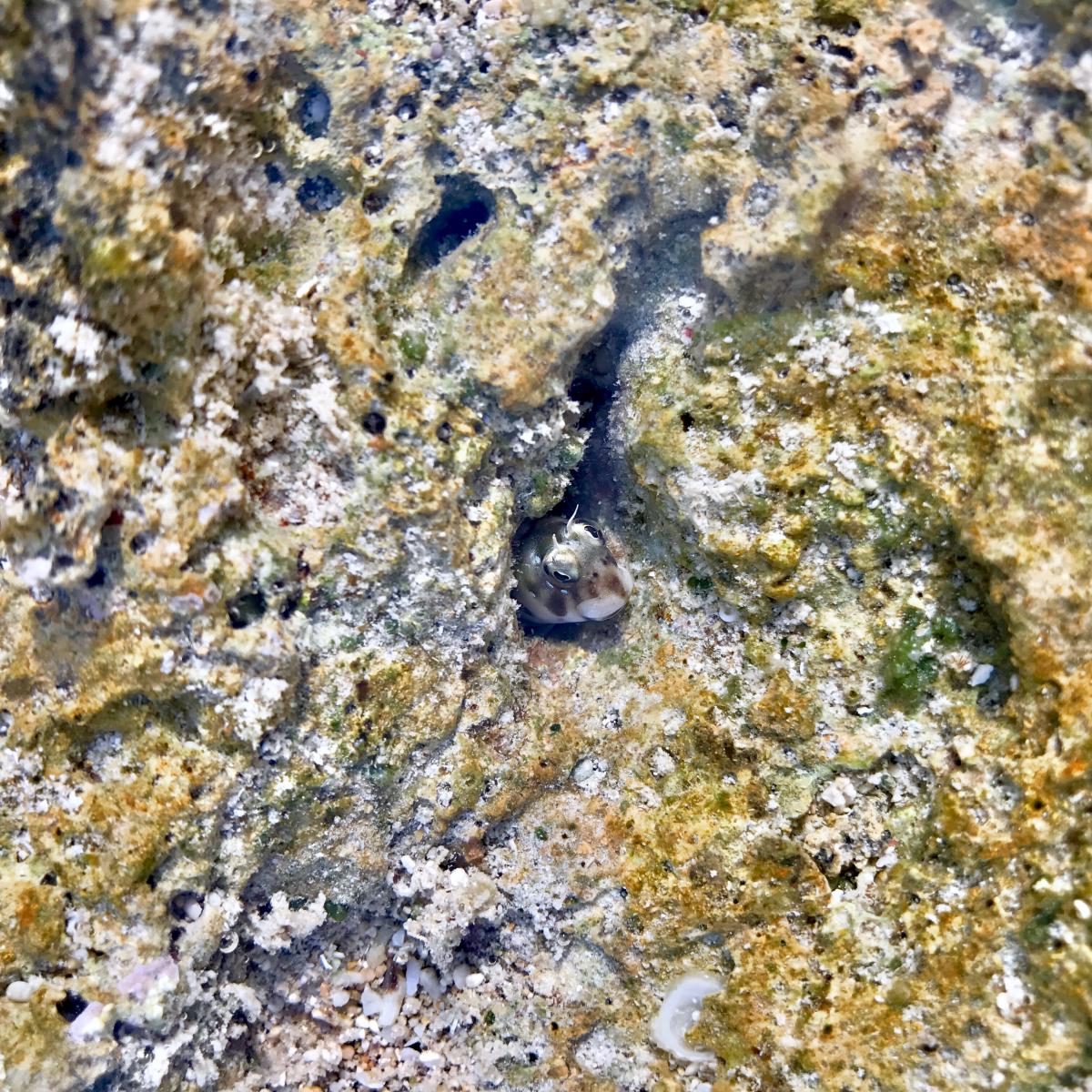 茶色と白の不規則な模様を持つ小さな魚が、ゴツゴツとした岩礁の隙間から顔だけを覗かせ、周囲の風景に溶け込んでいるクローズアップ写真