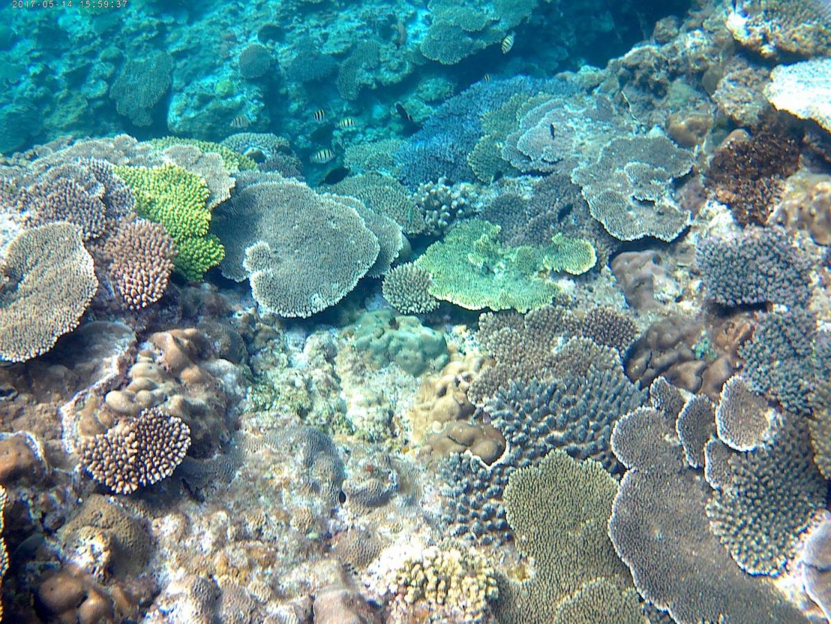 透明度の高い青い海中で、テーブルサンゴや枝サンゴが緑や茶色、青など様々な色と形で密集しており、その間を数匹の魚が泳ぐ豊かなサンゴ礁の写真