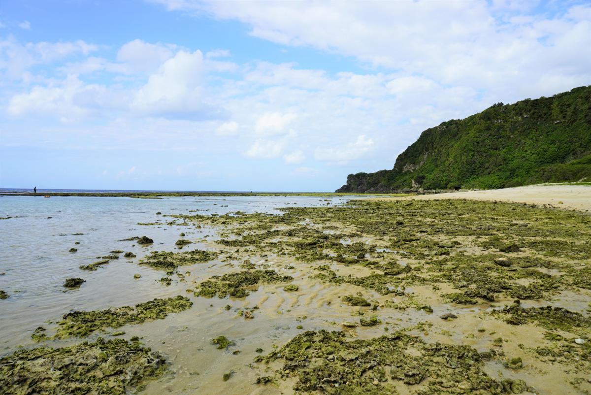 青い空と海を背景に、青々とし苔と岩礁が露出した干潟が広がるビーチの風景写真