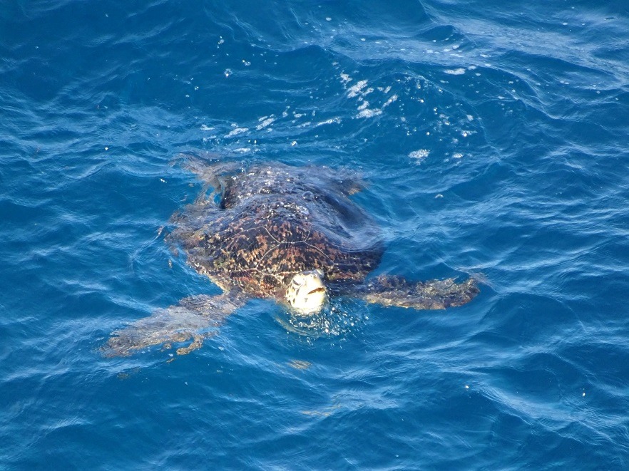 青い海面を泳ぐウミガメが水面から頭を少しだけ出し、カメラに向かって顔を上げている様子を捉えた写真