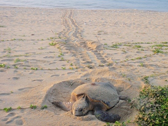 夕暮れの砂浜で、ウミガメが産卵を終えて埋めた砂山の上に伏せている姿を捉えており、甲羅から続く砂の跡が海に向かって一本の線となって伸びている様子を写した写真