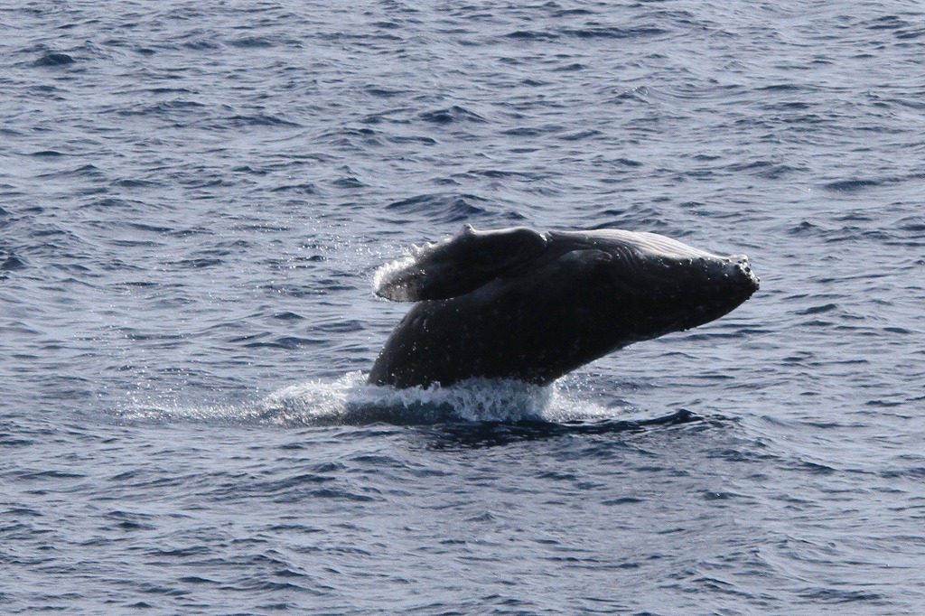 荒波の立つ濃い青色の海面から、大きな黒いザトウクジラが胴体全体を力強く水面上に突き上げて跳ね上がり、水しぶきを上げている様子を真横から捉えた写真