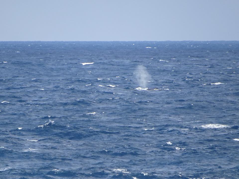 波打つ青い海原の遠くに、黒いザトウクジラが水面からわずかに頭を出した状態で、潮吹き孔から白い水煙を勢いよく吹き上げている様子を捉えた写真