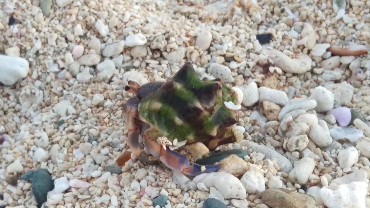 白い小石やサンゴの欠片が敷き詰められた砂利浜の中央に、緑と茶色の縞模様のイボのような殻を持つオカヤドカリをとらえた写真