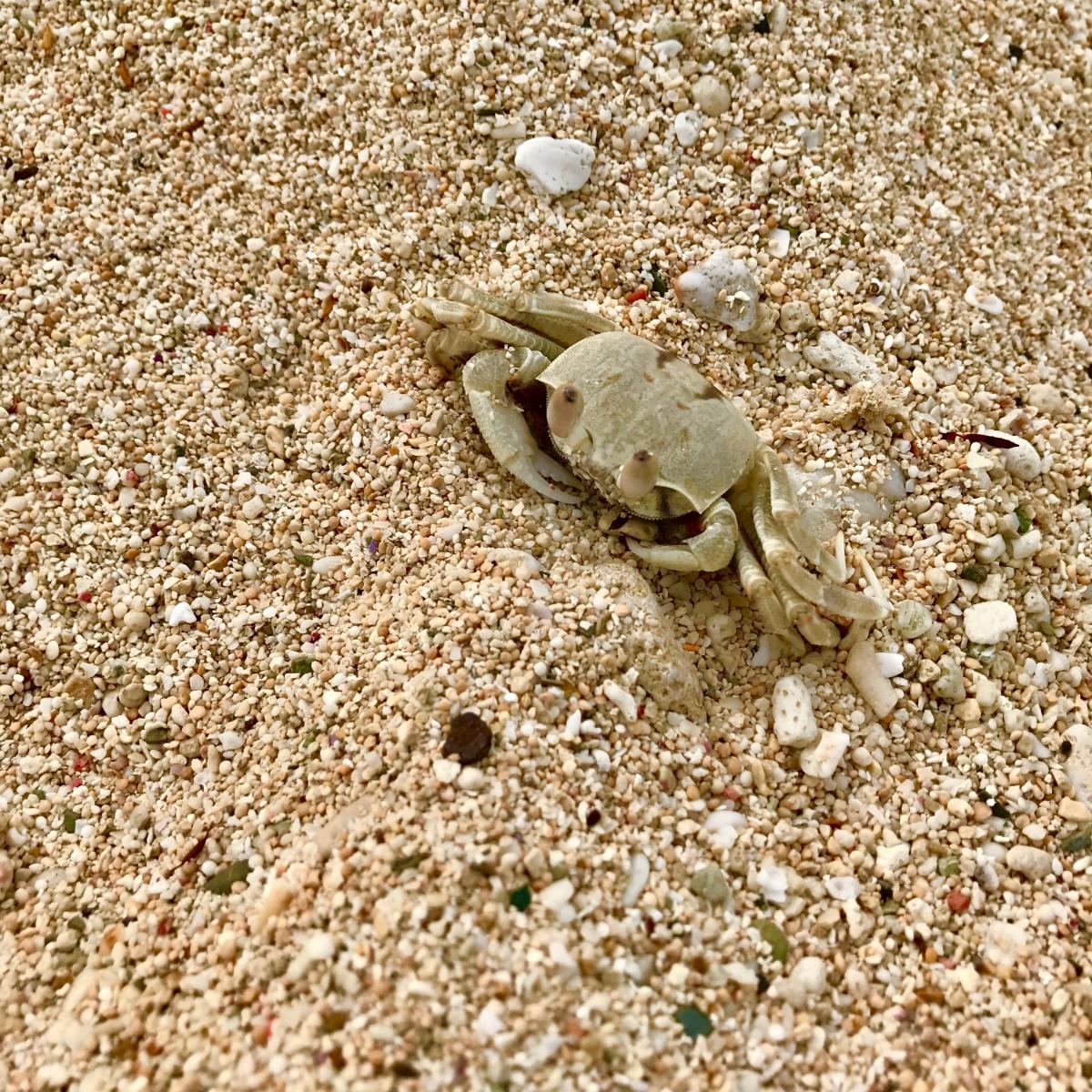 茶色がかったスナガニが、砂浜の表面に佇んでいる写真