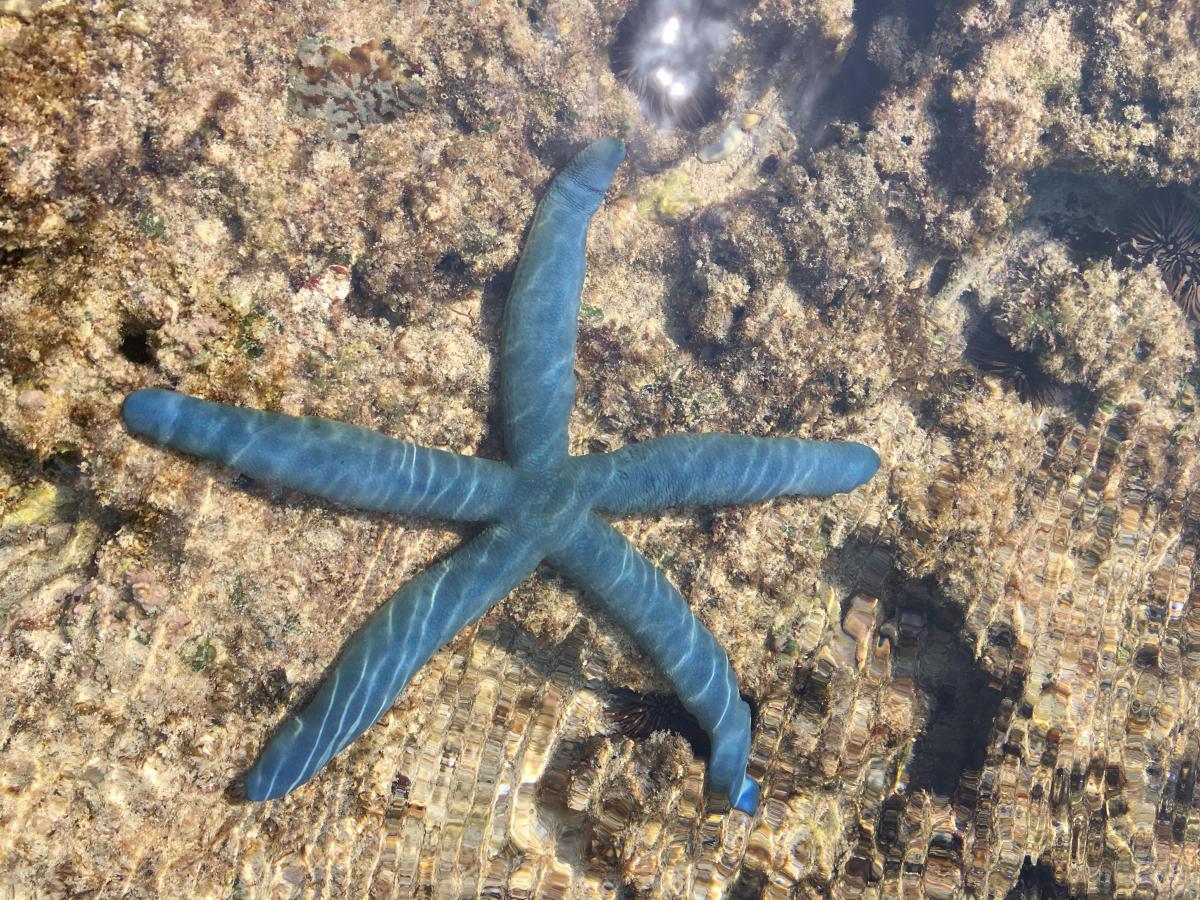 浅瀬の茶色い岩場に、鮮やかな青色をしたヒトデが水を湛えた表面に横たわっている様子を上から捉えた写真
