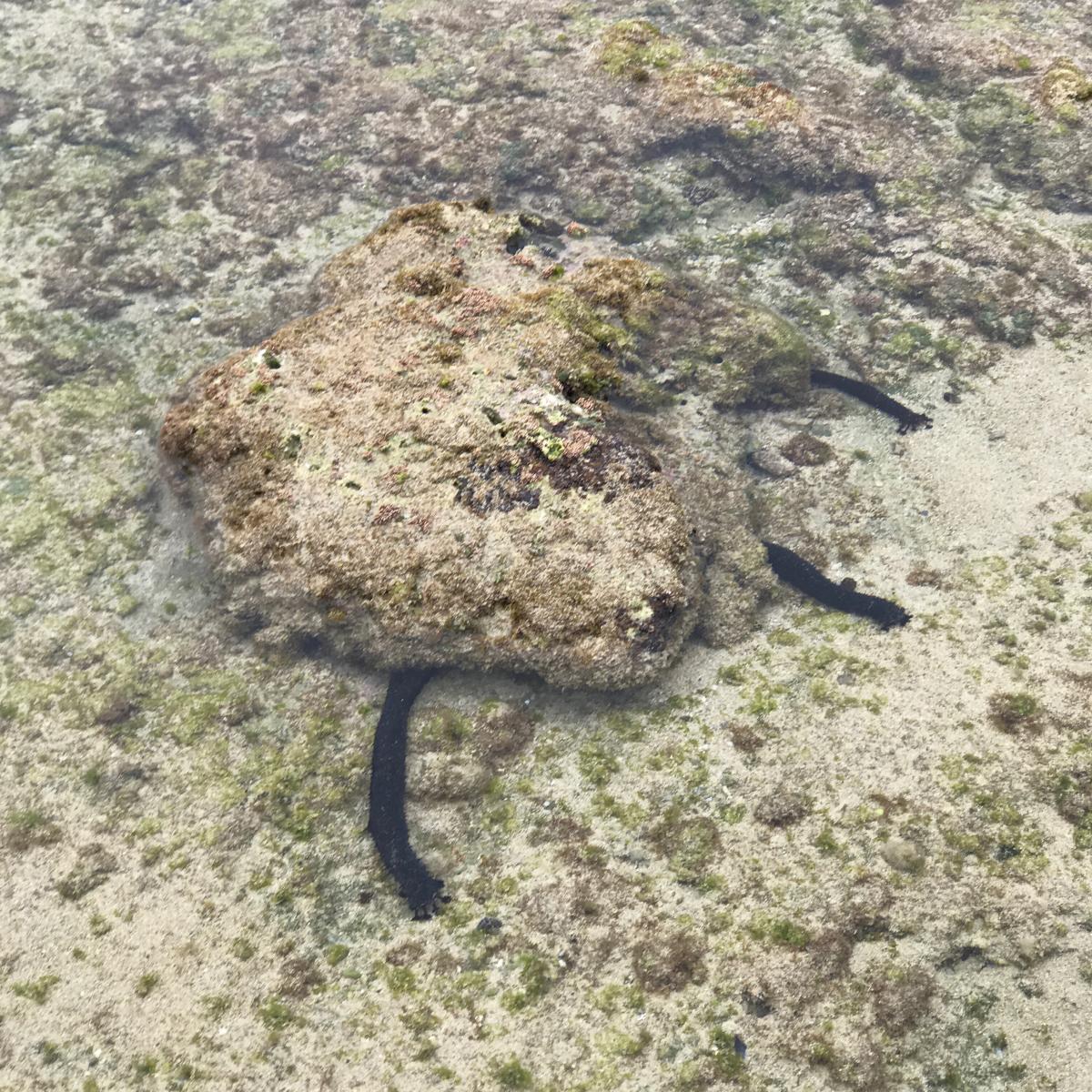 潮が引いた浅瀬の岩場に、黒くて細長いナマコが3匹、茶色がかった大きな岩を挟むように砂利混じりの海底で体を伸ばしている様子を捉えた写真