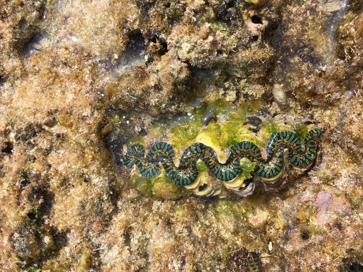 茶色がかった岩の間に、深い緑色と黒の波状の模様を持つシャコガイのクローズアップの写真