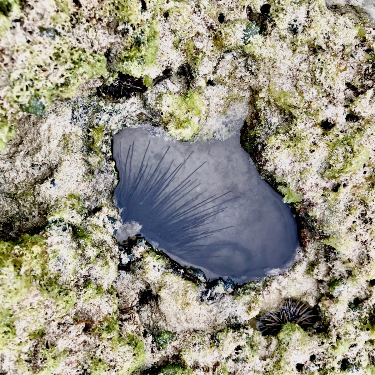 岩礁に囲まれた浅い潮だまりの中央に、灰色の水面から長く細いトゲが放射状に広がるウニの一部が確認できるクローズアップ写真