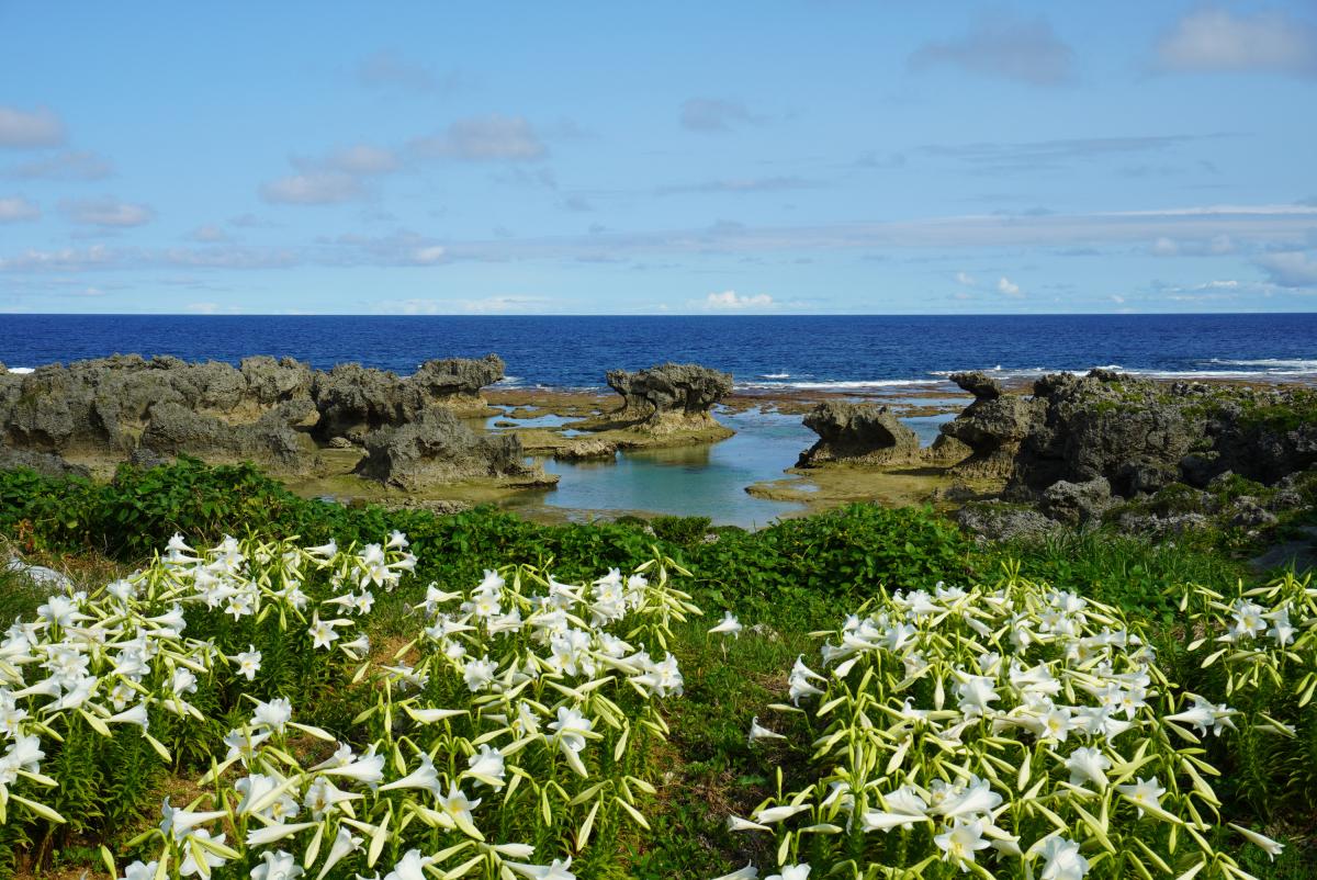 白いテッポウユリの花々が手前に咲き誇り、その奥には岩の間に水たまりと青い海が広がる自然の風景写真