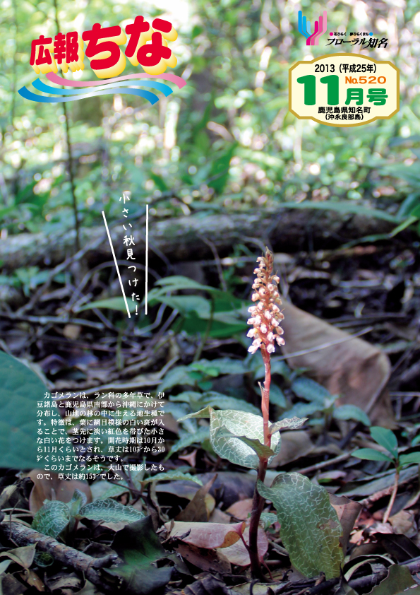広報ちな2013年11月号表紙