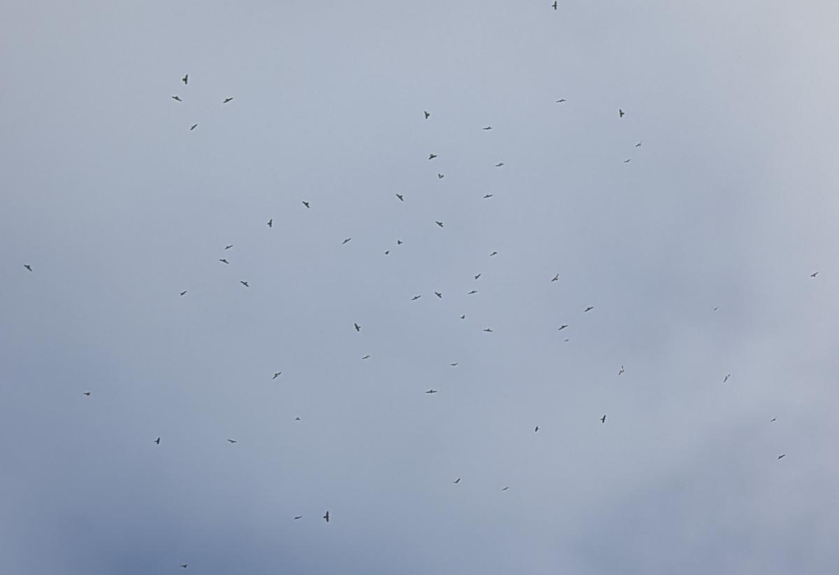 アカハラダカ渡り