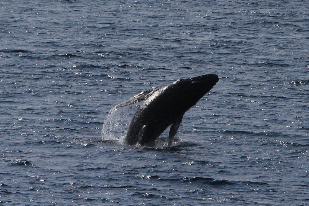 その5 海の生き物を探してみよう 鹿児島県知名町