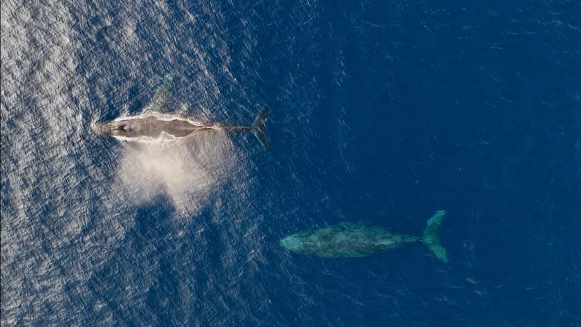 知名町の海を泳ぐ2頭のクジラ