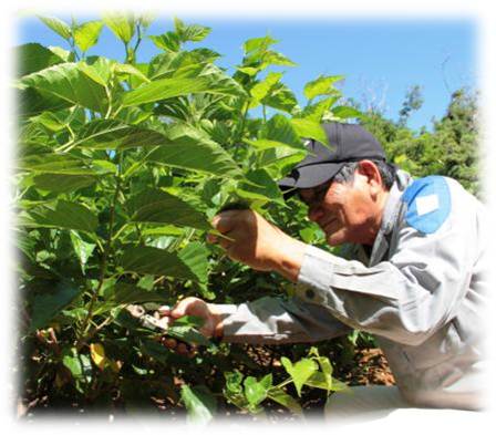 日差しを浴びながら、作業服と帽子を着用した一人の男性が、両手を使って大きく育った桑の木の葉を摘み取る様子を横から撮影した写真