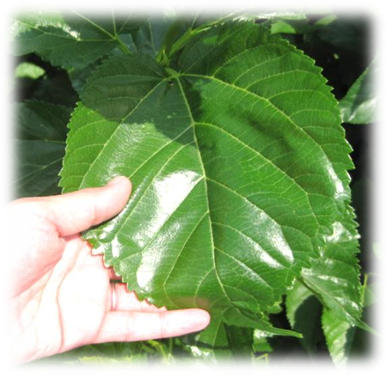 明るい緑色で光沢があり、ギザギザとした大きな桑の葉を写した写真