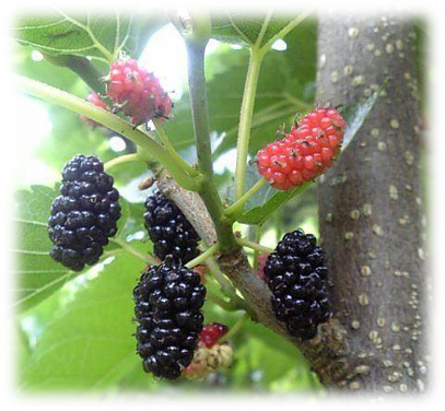 桑の木の枝に実った、光沢のある黒く熟した果実と、赤くまだ熟していない果実が、周りの濃い緑色の葉とともにクローズアップで写っている写真