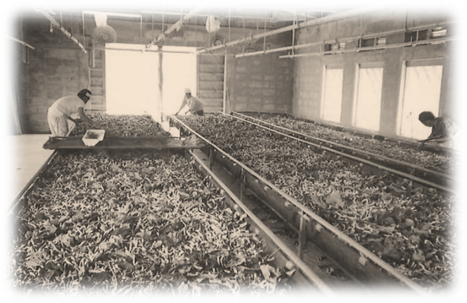 奥の開いた扉から明るい光が差し込む中、3人の作業員の方が広げられた養蚕を飼育する様子の白黒写真