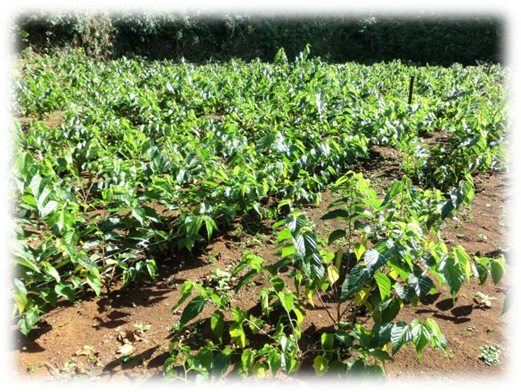 日当たりの良い野外の土壌に、整然と等間隔に植えられた、背丈の低い大量の桑の木が写っている写真