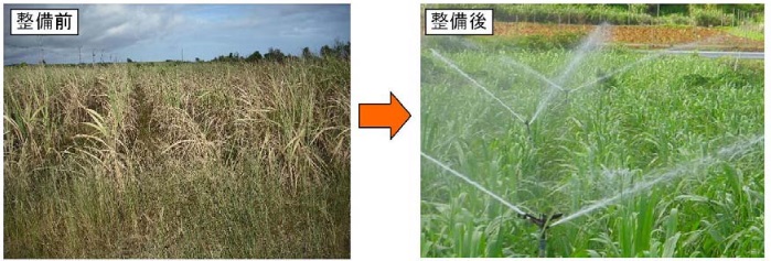 荒れた草丈の高いサトウキビ畑（整備前）が、整備により丈の低い均質に植えられた作物の畑となり、灌漑用のスプリンクラーで水が撒かれている（整備後）状態の変化を示す比較写真