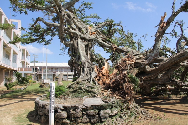 校舎の前庭にある巨大なガジュマルの木が台風で幹が裂け、根元の石垣の上に倒れかかっており、横には「知名町みどり推進協議会」が記載された白い木の札が立っている写真
