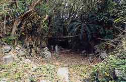 鬱蒼とした木々の奥深く、薄暗い空間にヤシの木のような大きなシダの葉と、苔むした岩々、そして中央の通路の先に空間が見える屋子母セージマ古墳跡の写真