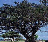 力強い幹と枝を広げた濃い緑色の葉を持つ大きなガジュマルの木が、青空と日光の下で堂々と立っている写真