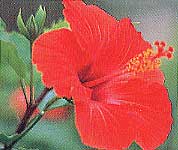 鮮やかな深紅の花びらが大きく開いたハイビスカスの花の写真