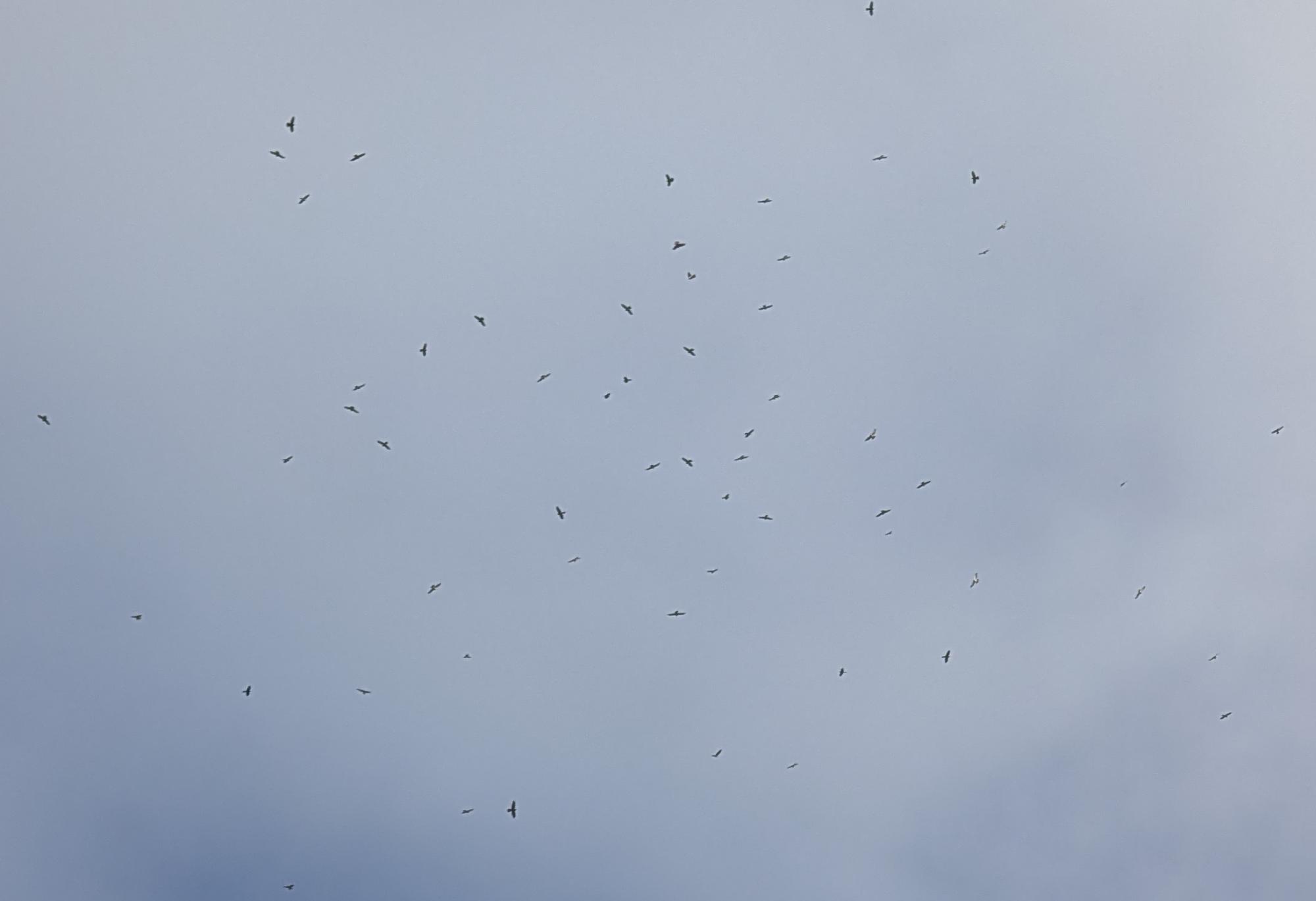 アカハラダカ渡り（大山展望台から撮影）