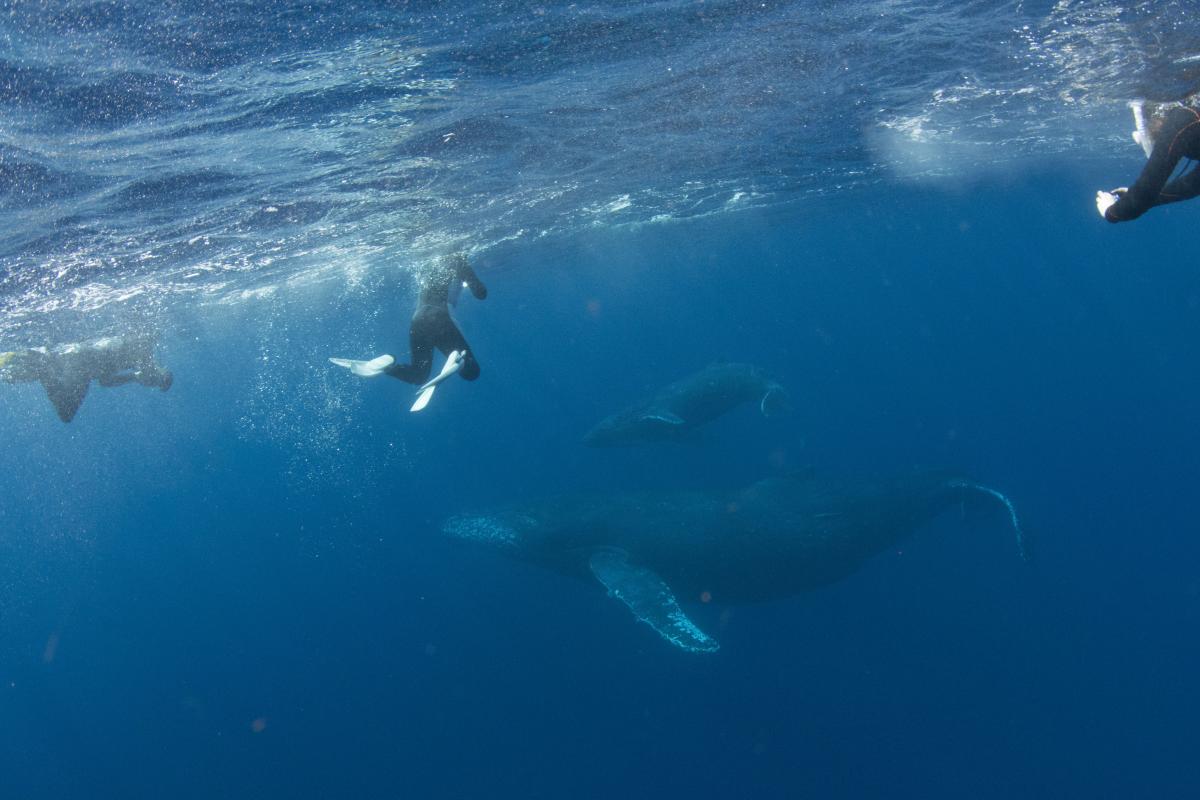 青い海中で、3人のシダイバーが水面近くに浮かび、下方には優雅に泳ぐ2頭のザトウクジラの親子の写真