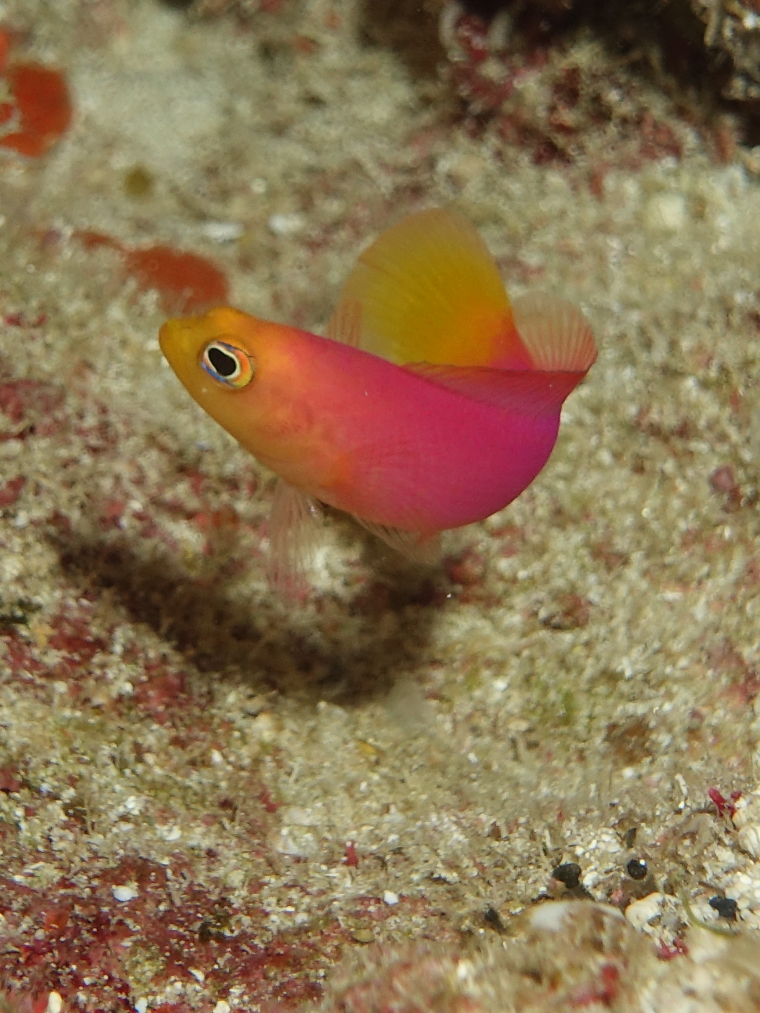 鮮やかなピンクと黄色がかった尾びれを持つ小さな魚ピンクドティーバックが泳いでいる姿をクローズアップで写した写真