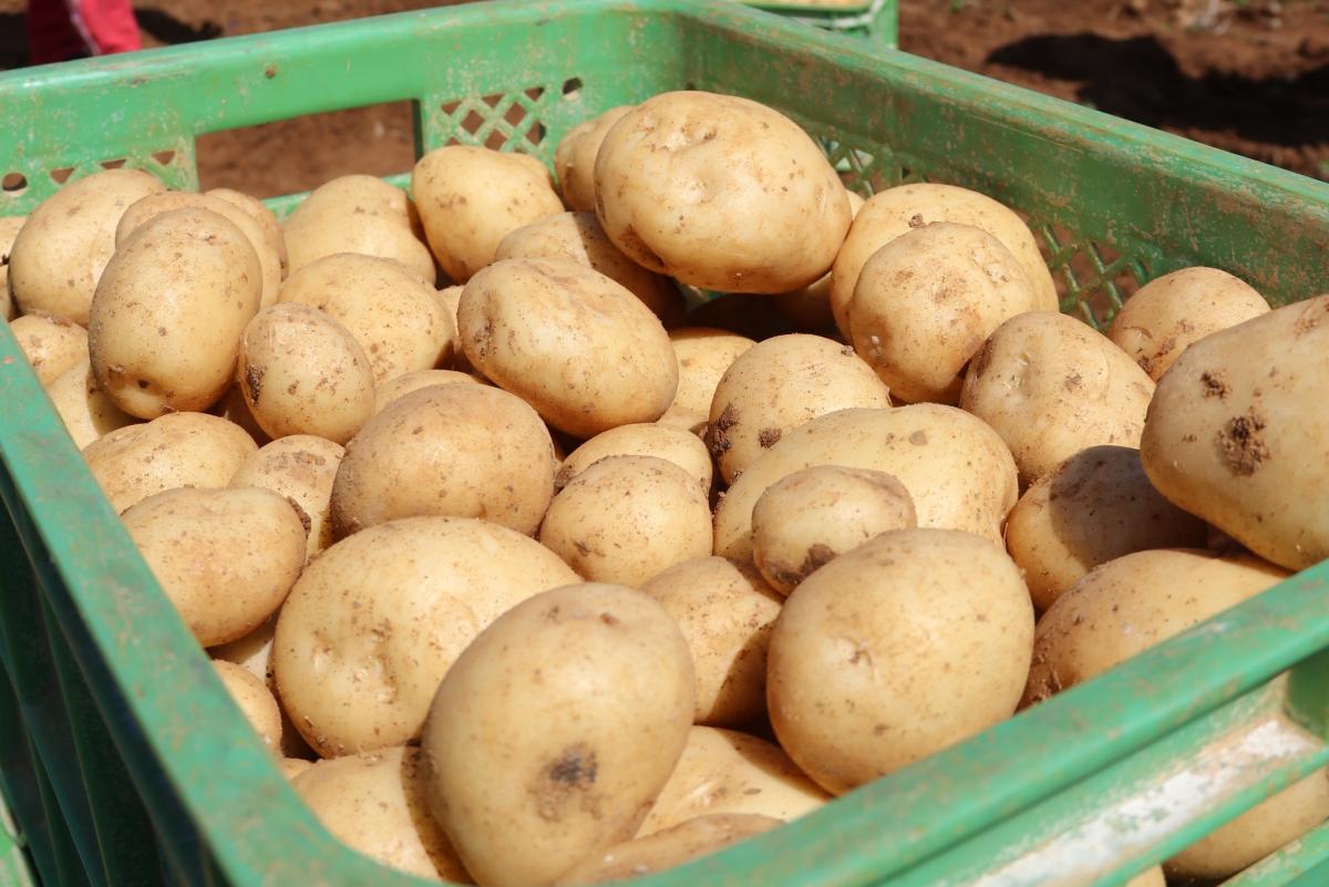 収穫されたばかりのような、薄茶色での丸いジャガイモが、緑色のプラスチック製のコンテナの中に山盛りにされた写真
