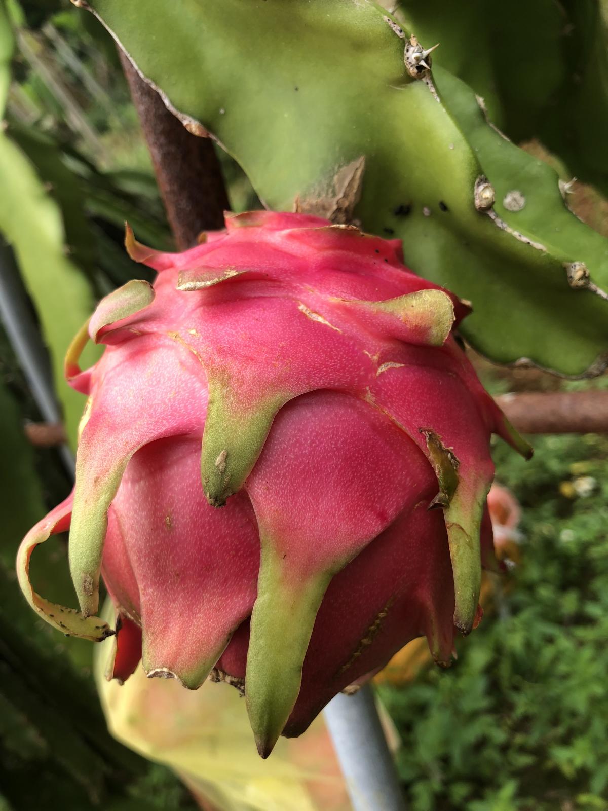 鮮やかな濃いピンク色の皮を持ち、緑色の鱗片状の葉が特徴的な未熟なドラゴンフルーツが、支柱に沿って伸びる多肉質の緑色の茎からぶら下がっている写真