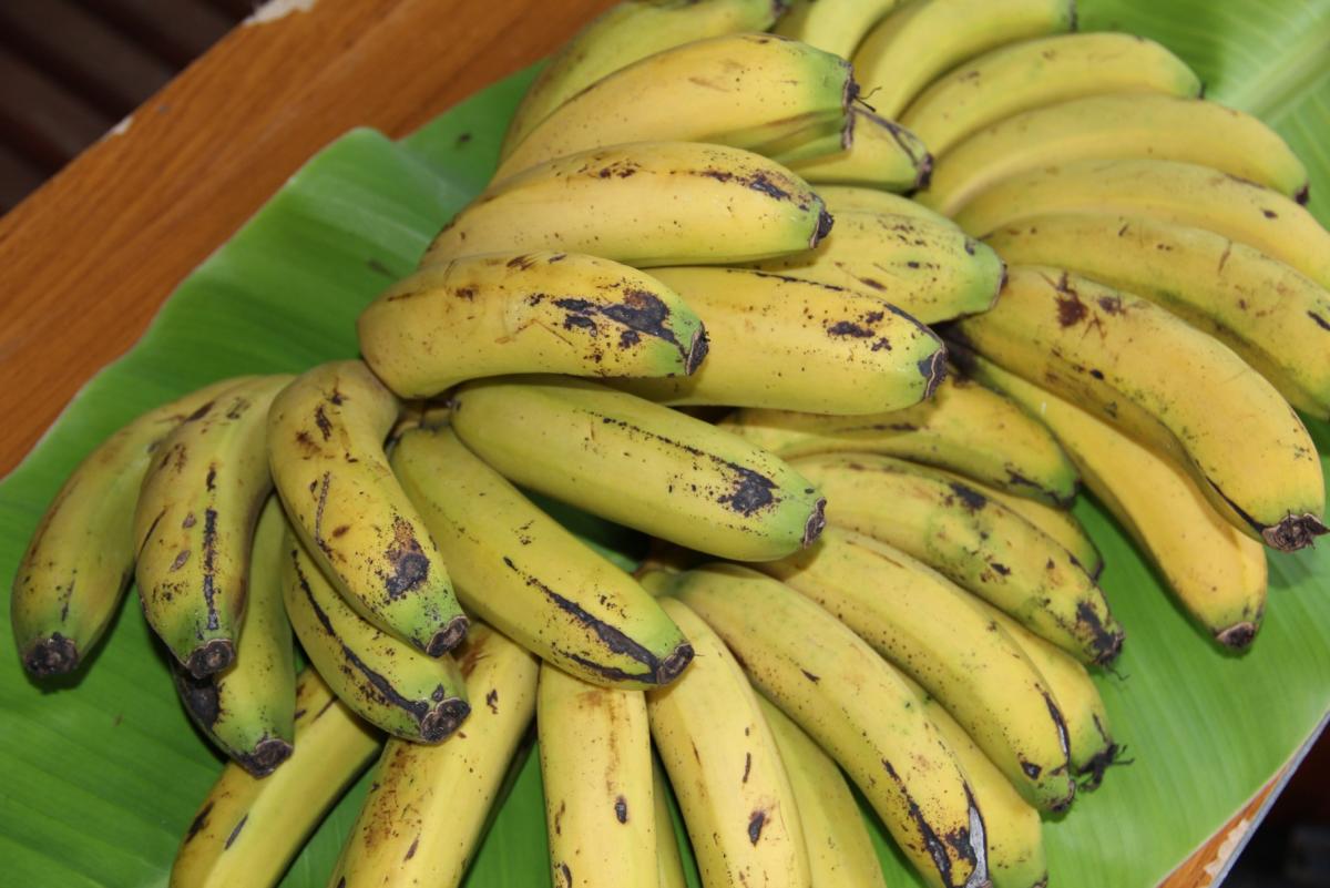 緑色の大きなバナナの葉の上に、黄色く熟した数十本のバナナが房ごと扇状に広げられて置かれた写真