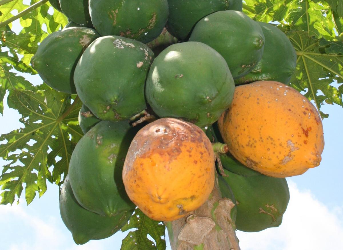 青空を背景に、パパイヤの木から伸びる多数の未熟な緑色のパパイヤの房の中に、熟して黄色やオレンジ色に変色した二つの果実がぶら下がっている写